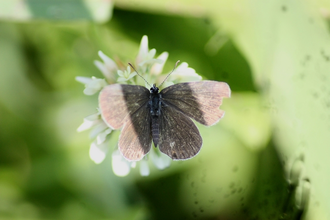 Farfalle di campo